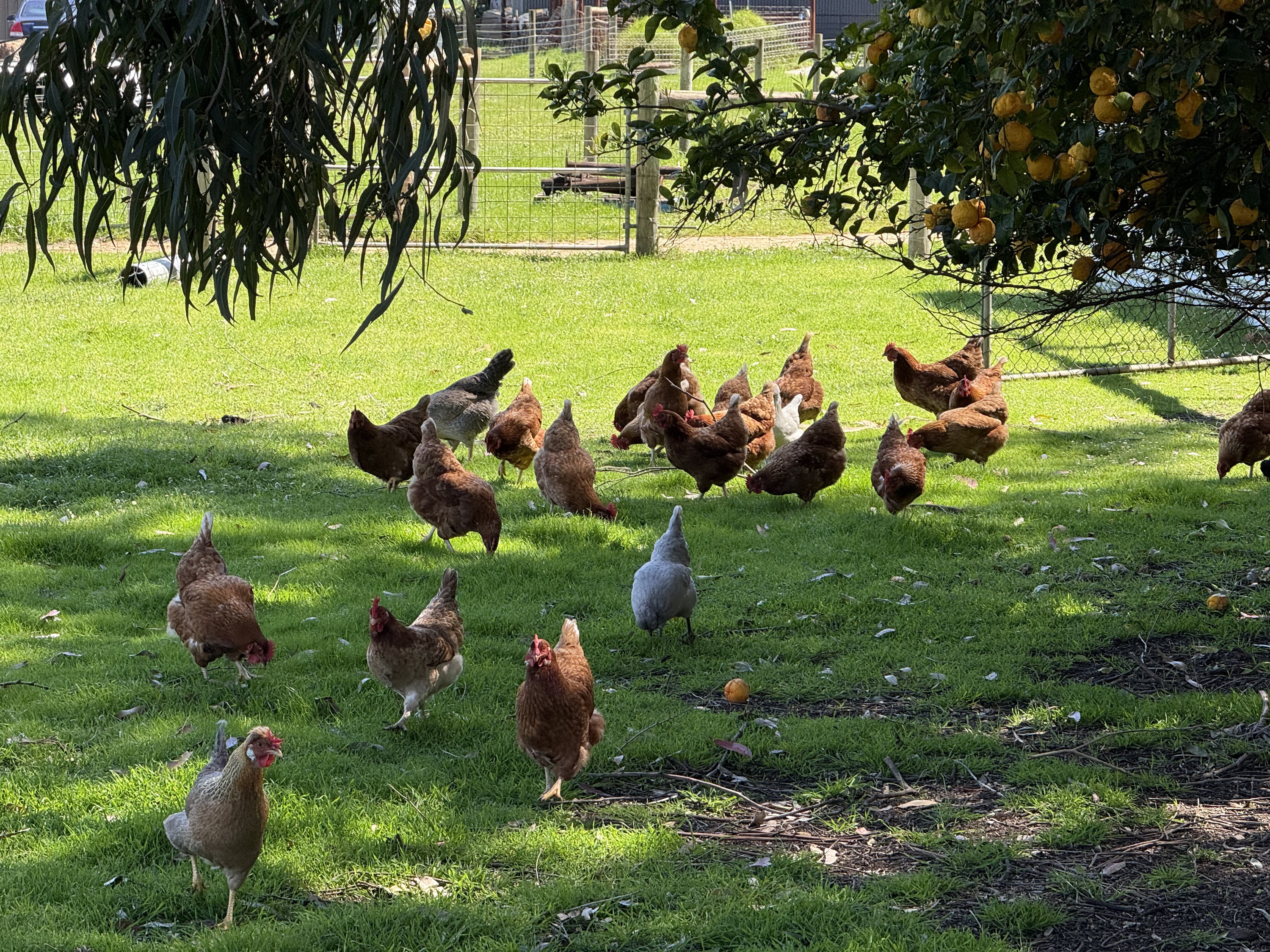 Farm Experience